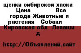 щенки сибирской хаски  › Цена ­ 10 000 - Все города Животные и растения » Собаки   . Кировская обл.,Леваши д.